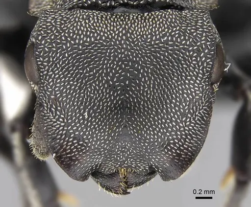 Cephalotes complanatus specimen CASENT0922595 image casent0922595_2