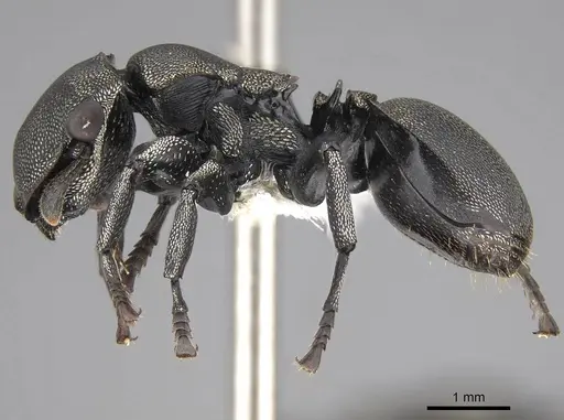 Cephalotes complanatus specimen CASENT0922595 image casent0922595_3