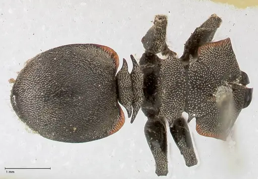Cephalotes complanatus specimen FOCOL0667 image focol0667_1