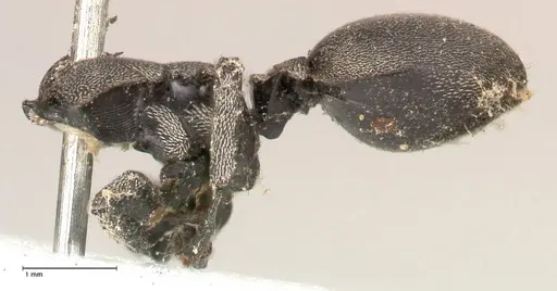 Cephalotes complanatus specimen FOCOL0667 image focol0667_2