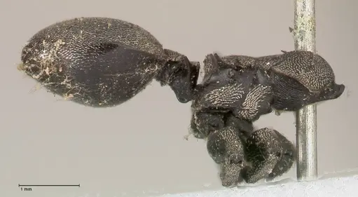 Cephalotes complanatus specimen FOCOL0667 image focol0667_3