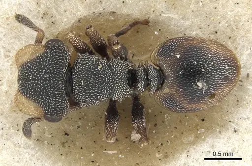 Cephalotes conspersus specimen CASENT0901462 image casent0901462_1