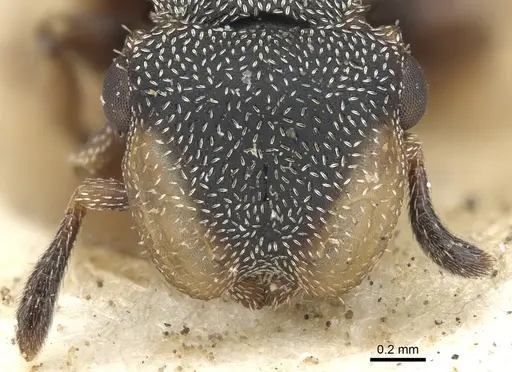 Cephalotes conspersus specimen CASENT0901462 image casent0901462_2