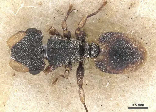 Cephalotes conspersus specimen CASENT0909283 image casent0909283_1