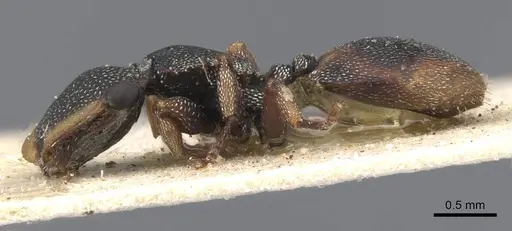 Cephalotes conspersus specimen CASENT0909283 image casent0909283_3