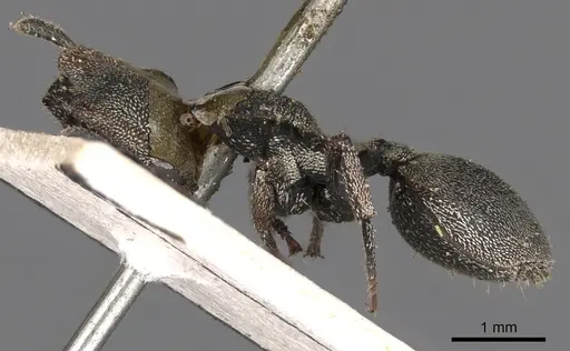 Cephalotes cordatus specimen CASENT0900245 image casent0900245_3
