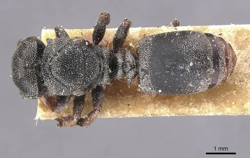 Cephalotes cordatus specimen CASENT0912594 image casent0912594_1