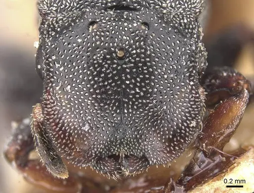Cephalotes cordatus specimen CASENT0912594 image casent0912594_2