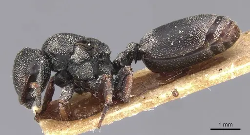 Cephalotes cordatus specimen CASENT0912594 image casent0912594_3