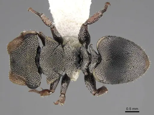 Cephalotes cordatus specimen CASENT0922596 image casent0922596_1