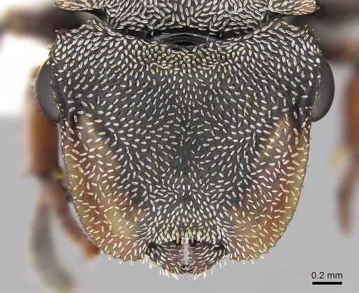 Cephalotes cordatus specimen CASENT0922596 image casent0922596_2