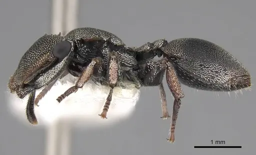 Cephalotes cordatus specimen CASENT0922596 image casent0922596_3