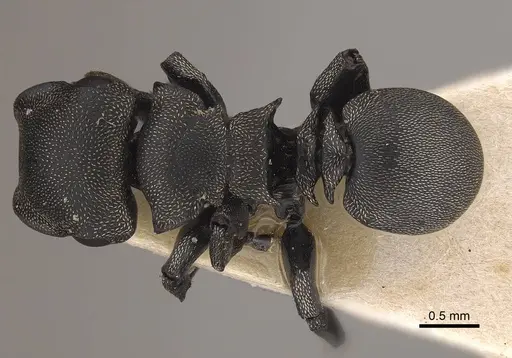 Cephalotes cordiae specimen CASENT0919596 image casent0919596_1