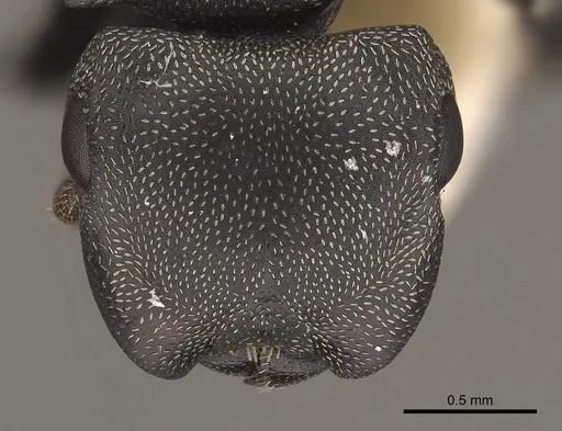 Cephalotes cordiae specimen CASENT0919596 image casent0919596_2