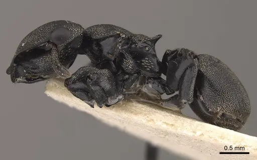 Cephalotes cordiae specimen CASENT0919596 image casent0919596_3