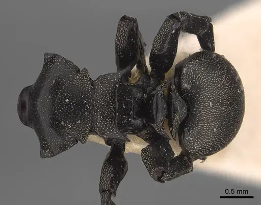 Cephalotes cordiae specimen CASENT0919597 image casent0919597_1