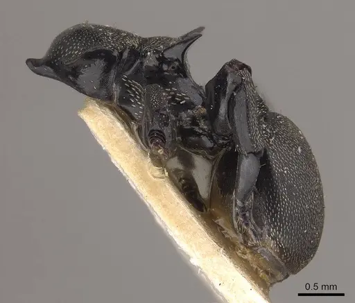 Cephalotes cordiae specimen CASENT0919597 image casent0919597_2