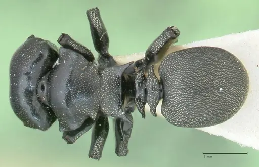 Cephalotes cordiae specimen FOCOL2143 image focol2143_1