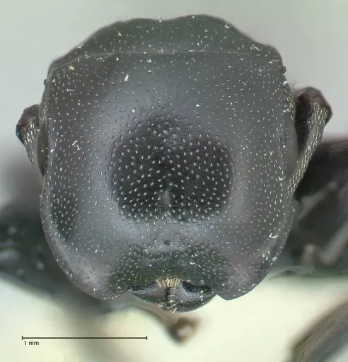 Cephalotes cordiae specimen FOCOL2143 image focol2143_2
