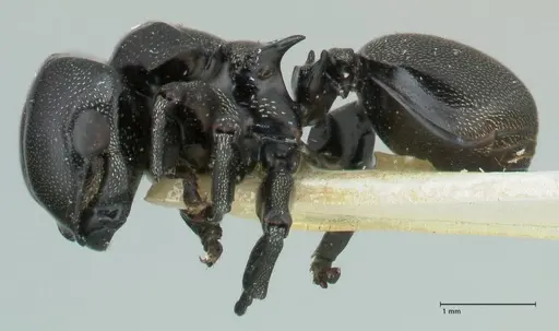 Cephalotes cordiae specimen FOCOL2143 image focol2143_3