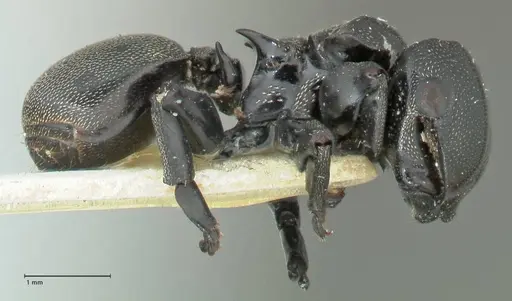 Cephalotes cordiae specimen FOCOL2143 image focol2143_4