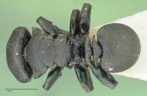 Cephalotes cordiae specimen FOCOL2144 image focol2144_1