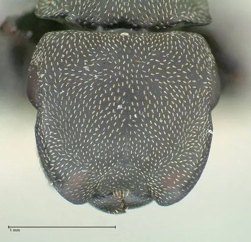 Cephalotes cordiae specimen FOCOL2144 image focol2144_2