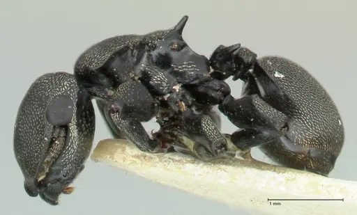 Cephalotes cordiae specimen FOCOL2144 image focol2144_3