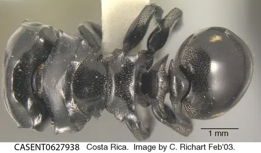 Cephalotes cordiventris specimen CASENT0627938 image casent0627938_1
