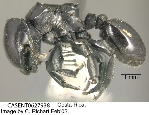 Cephalotes cordiventris specimen CASENT0627938 image casent0627938_3