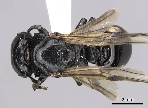 Cephalotes cordiventris specimen CASENT0627939 image casent0627939_1