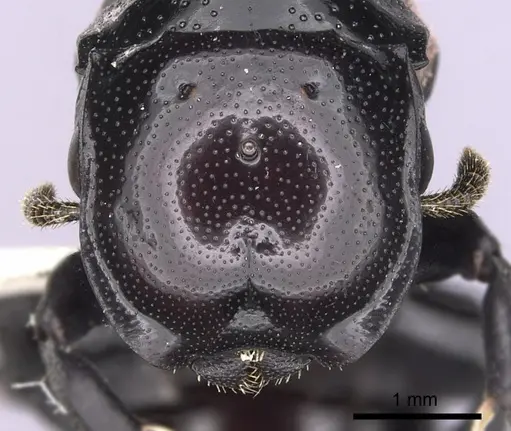 Cephalotes cordiventris specimen CASENT0627939 image casent0627939_2