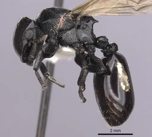 Cephalotes cordiventris specimen CASENT0627939 image casent0627939_3