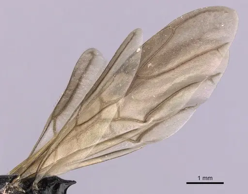 Cephalotes cordiventris specimen CASENT0627939 image casent0627939_4