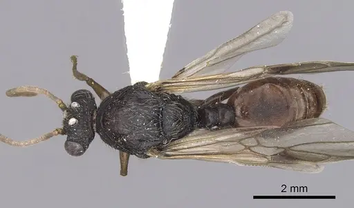 Cephalotes cordiventris specimen CASENT0627940 image casent0627940_1