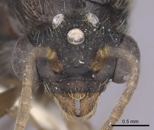 Cephalotes cordiventris specimen CASENT0627940 image casent0627940_2
