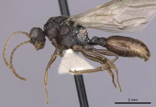 Cephalotes cordiventris specimen CASENT0627940 image casent0627940_3