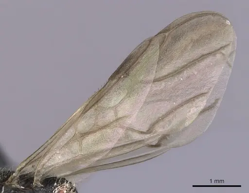 Cephalotes cordiventris specimen CASENT0627940 image casent0627940_4
