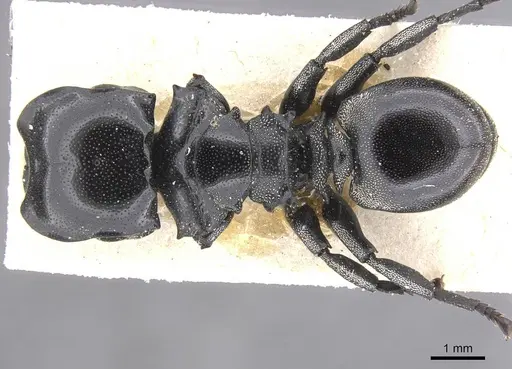 Cephalotes cordiventris specimen CASENT0912608 image casent0912608_1