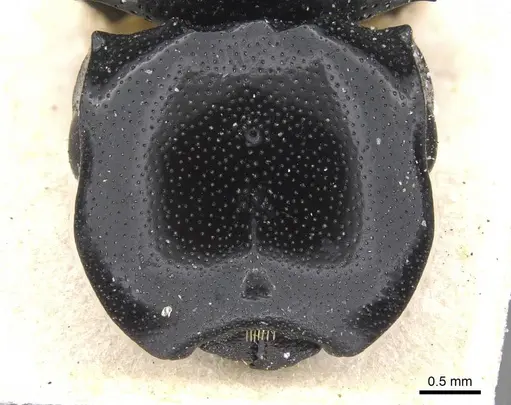 Cephalotes cordiventris specimen CASENT0912608 image casent0912608_2