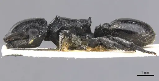 Cephalotes cordiventris specimen CASENT0912608 image casent0912608_3