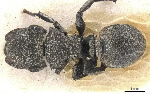 Cephalotes cordiventris specimen CASENT0912609 image casent0912609_1
