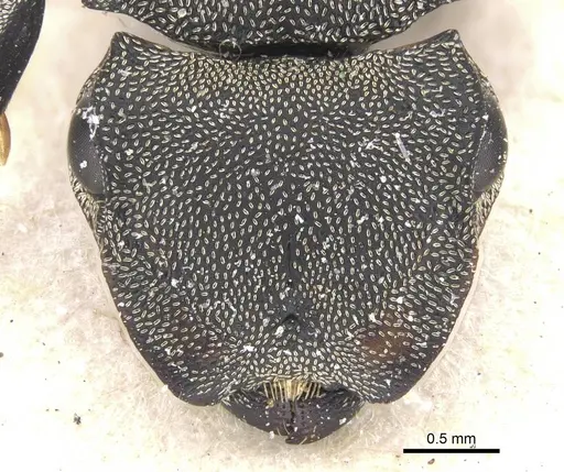 Cephalotes cordiventris specimen CASENT0912609 image casent0912609_2