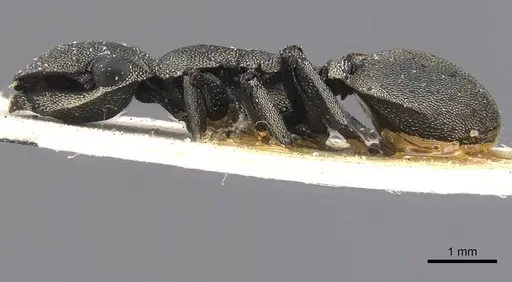 Cephalotes cordiventris specimen CASENT0912609 image casent0912609_3