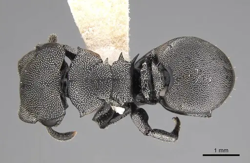 Cephalotes cordiventris specimen CASENT0922597 image casent0922597_1