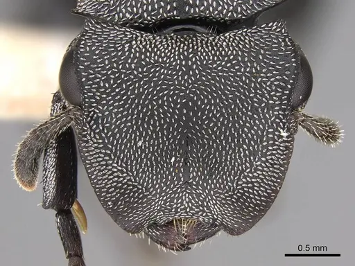 Cephalotes cordiventris specimen CASENT0922597 image casent0922597_2