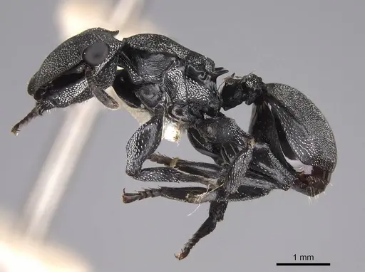 Cephalotes cordiventris specimen CASENT0922597 image casent0922597_3