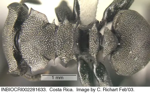 Cephalotes cordiventris specimen INBIOCRI002281633 image inbiocri002281633_1