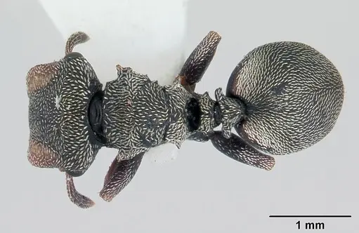 Cephalotes crenaticeps specimen CASENT0178646 image casent0178646_1