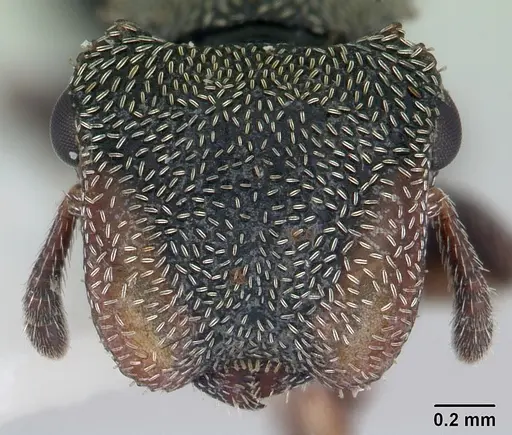 Cephalotes crenaticeps specimen CASENT0178646 image casent0178646_2